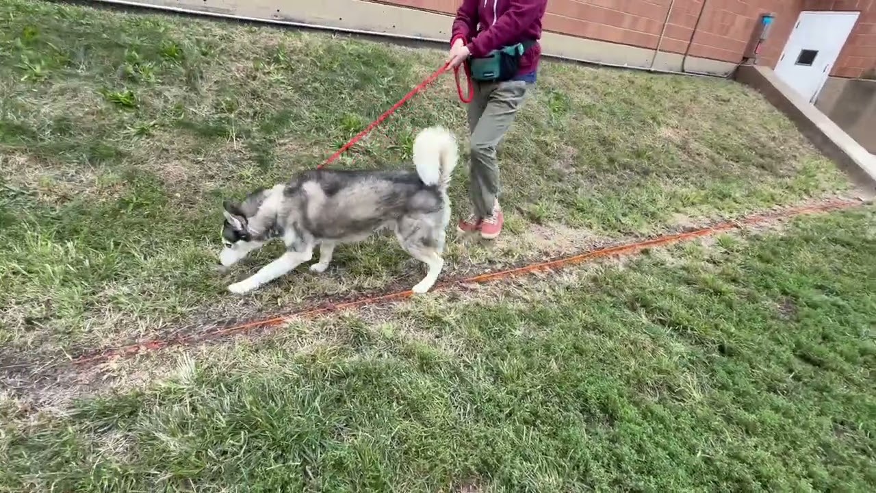Arleth's Leash Test