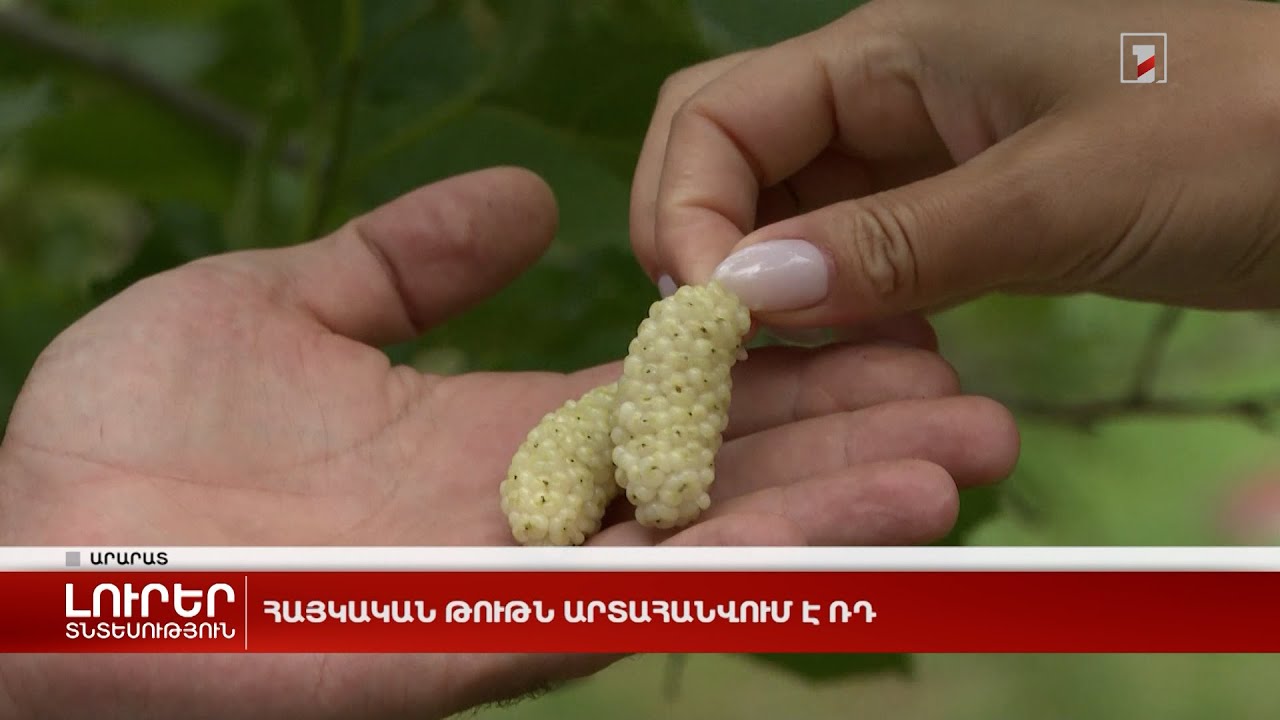 Հայկական թութն արտահանվում է ՌԴ