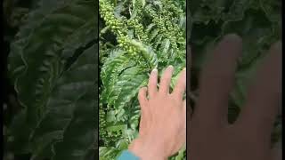 Download lagu Kopi Robusta klon kriting #shorts mp3