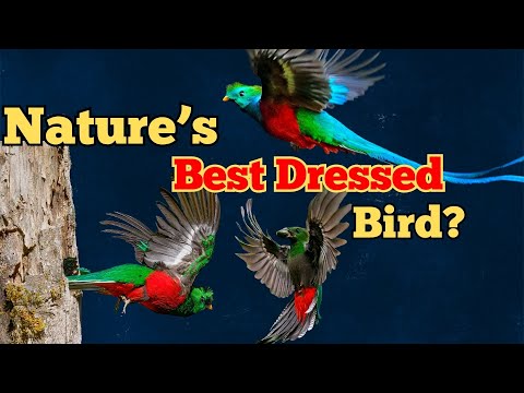 What Is the Resplendent Quetzal: The Bird So Beautiful It Was Worshipped by Ancient Civilizations?