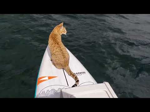 Findus the F4 Savannah adventure kitten paddles in the rough water