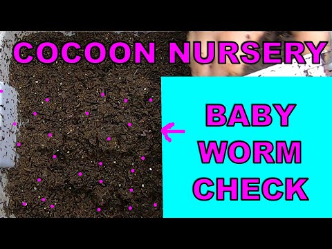 COMPOST WORM NURSERY