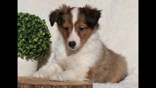 Shetland Sheepdog Puppies for Sale