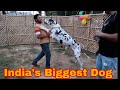 India S Biggest Dog Worth 5 Lakhs