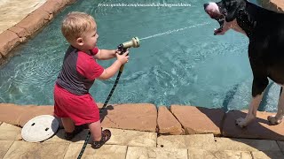 Funny Great Dane & Toddler Love Playing With Hose & The Pool