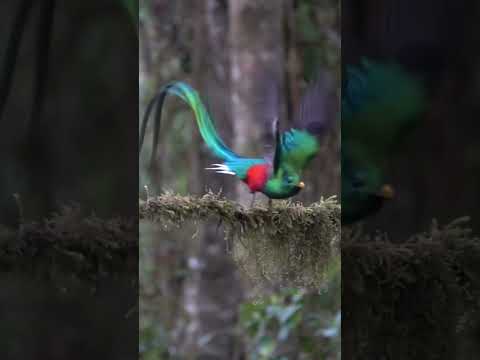 A Rare Glimpse of Male Quetzal's Flight