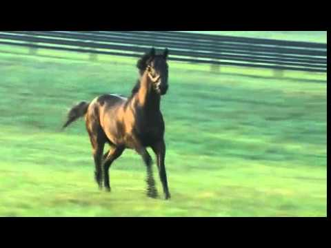 Darley stallion Street Sense - 2007 Kentucky Derby winner judged by his trainer, Carl Nafzger, 2010