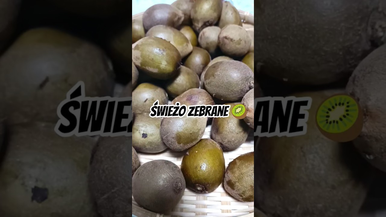 Świeże kiwi prosto z drzewa. #kiwi #owoce #keto #zdrowie