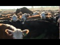 COW PORN
