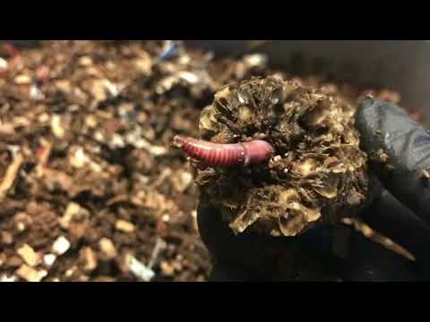 European Night Crawlers and the Flying Corncob