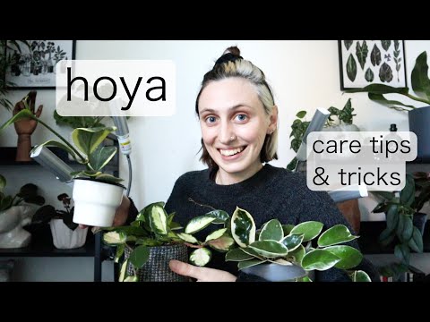 HOYA CARE | Wax Plant Care Tips & Tricks
