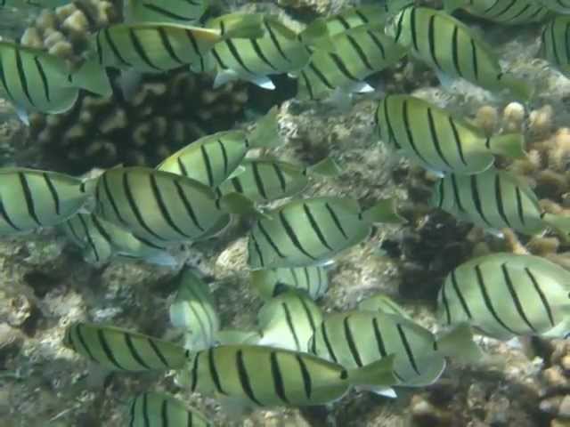 Maui and Lanai, Hawaii - Underwater Photos / Tropical Fish and Sea Turtles