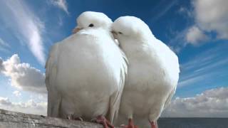 Massimo Di Cataldo ... "Con Il Cuore" (Precious Moments) - R 'n' B Remix Version