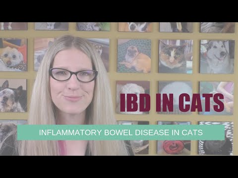 Inflammatory Bowel Disease in Cats | Ask Dr. Angie