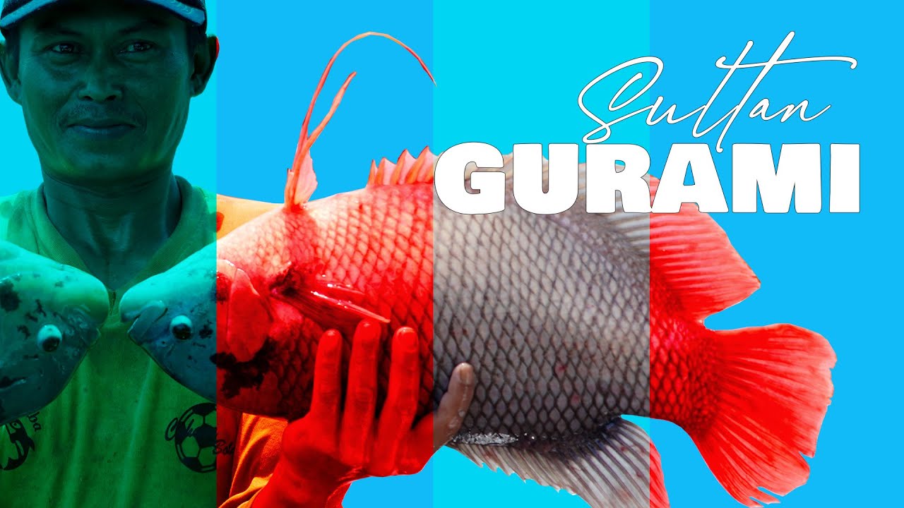 #Budidaya #ikan  #gurami  dari Pembenihan sampai Pembesaran tetap Menguntungkan