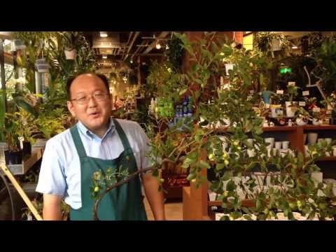 園芸 ナツメの木、明日の果樹