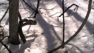 Miles Davis Quintet - Country Son (Alternate Take) 1967