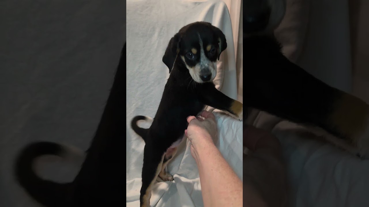 Enlarge Zelda, a Adoptable mixed breed in Blairstown, NJ video 6/6