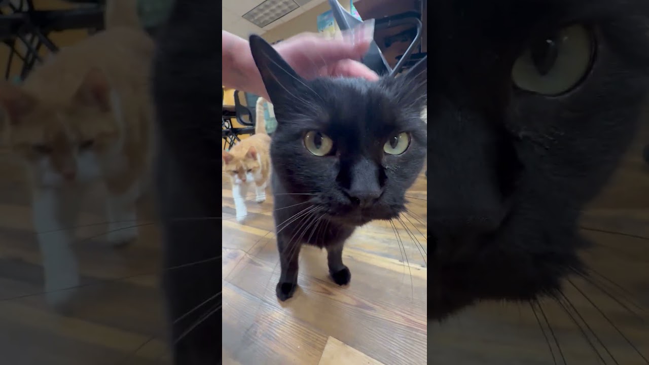 Enlarge Jerome, a Adoptable mixed breed in Oshkosh, WI video 4/4