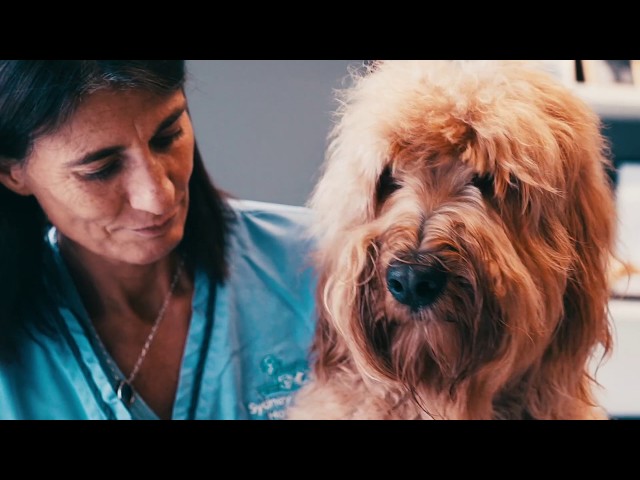 Sydney Animal Hospitals - Stanmore, NSW