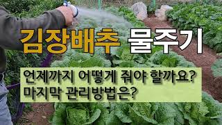 김장배추 물 주기 언제까지 어떻게 줘야 할까요? 마지막 관리 방법은? #주말농장  #배추 물 주기 #배추 단…