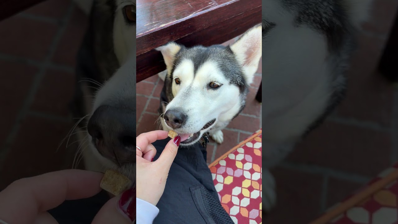 Enlarge Anita, a ADOPTABLE mixed breed in Burbank, CA video 6/6