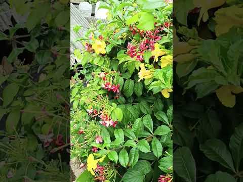 beutiful flower 🌹🌹#flowers