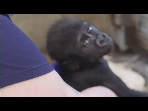 Cleveland Metroparks Zoo shares update on baby gorilla Jameela