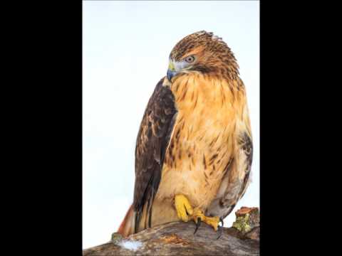 Red-tailed Hawk Calls and Vocalizations