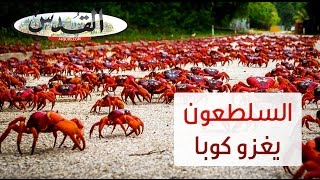 السلطعون يغزو كوبا في مشهد أقرب للخيال