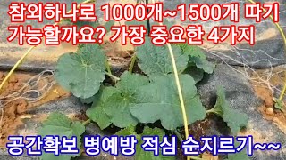 참외 순치는법  참외 1개로 1000개 이상 가능할까요? 참외재배방법 참외순지르기 참외적심