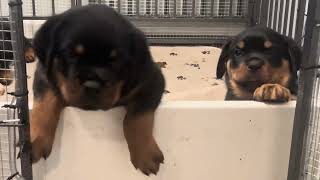 Rottweiler Puppies Adoption 