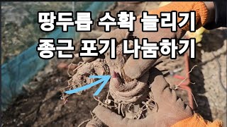봄에 땅두릅 종근캐서 포기나눔 해줘야 수확량이 늘어나요! #땅두릅효능 #땅두릅재배 #땅두릅키우기 #땅두릅포기…