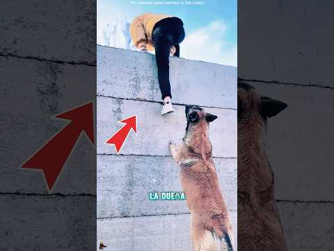 ¡Este perro es muy inteligente#funnyshorts #pets #cute #love
