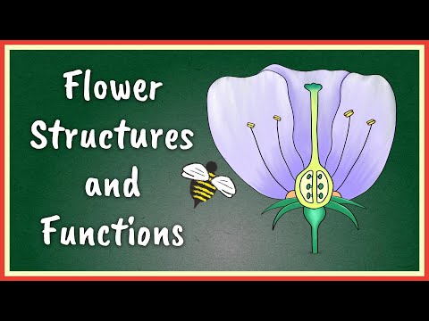 Flower Structures and Functions | Insect Pollinated Flowers