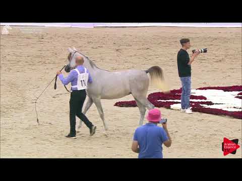 118 SINMAR ALBIDAYER Sharjah International 2018