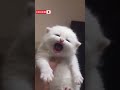 Anak Kucing Yang Mengeong Lucu Shorts Kucing Kucinglucu Suarakucing