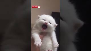 Download lagu Anak Kucing yang mengeong lucu #shorts #kucing #kucinglucu #suarakucing mp3 Download lagu Anak Kucing yang mengeong lucu #shorts #kucing #kucinglucu #suarakucing mp3