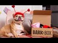 BARK BOX SUPER CHEWER OPENING AND REVIEW SNIFF THE ROSES February 2024
