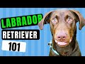 LABRADOR RETRIEVER 101 - Dogs 101 - Watch to learn all about the Labrador Retriever!