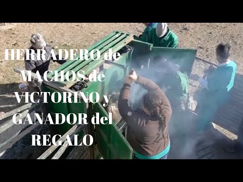 HERRADERO de MACHOS de VICTORINO y GANADOR del REGALO