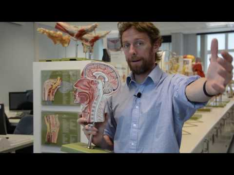 Where is the thalamus?