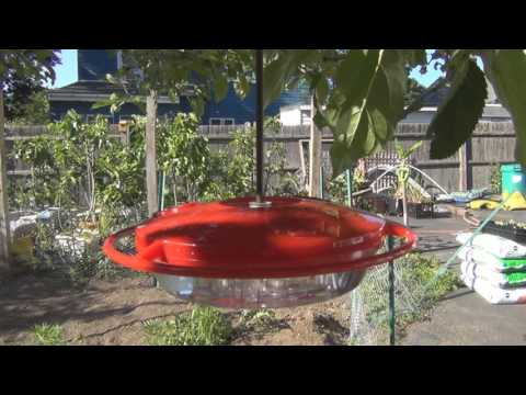 Hummingbirds in Late June