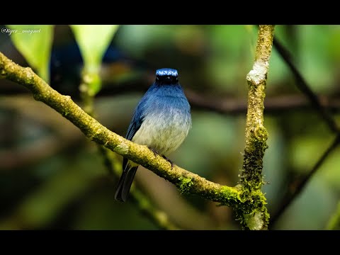 Niltava indigová (Eumyias indigo) — hlas a správanie v prírode