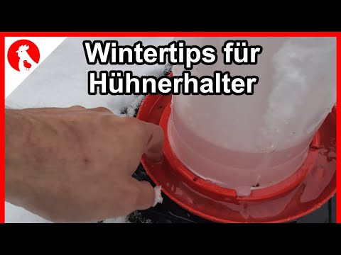 , title : 'Wintertips für Hühner und Halter / feuchter Stall / Federpicken F203 -  Jensman and the Huhns'