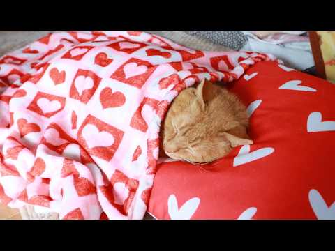 youtube-動物記事1970/01/01 09:00:00