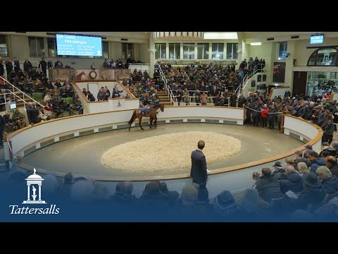 Tattersalls December Mares Sale 2025 Day 1 Review