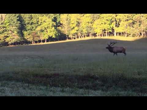 A large buck going rounding up one his cows.