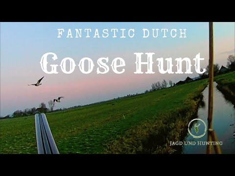 Fantastic Dutch Goose hunt,