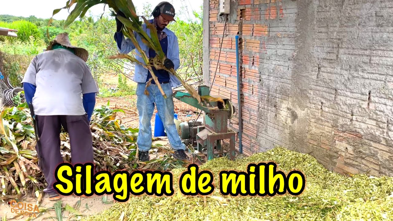 Dia de fazer silagem de milho no sítio